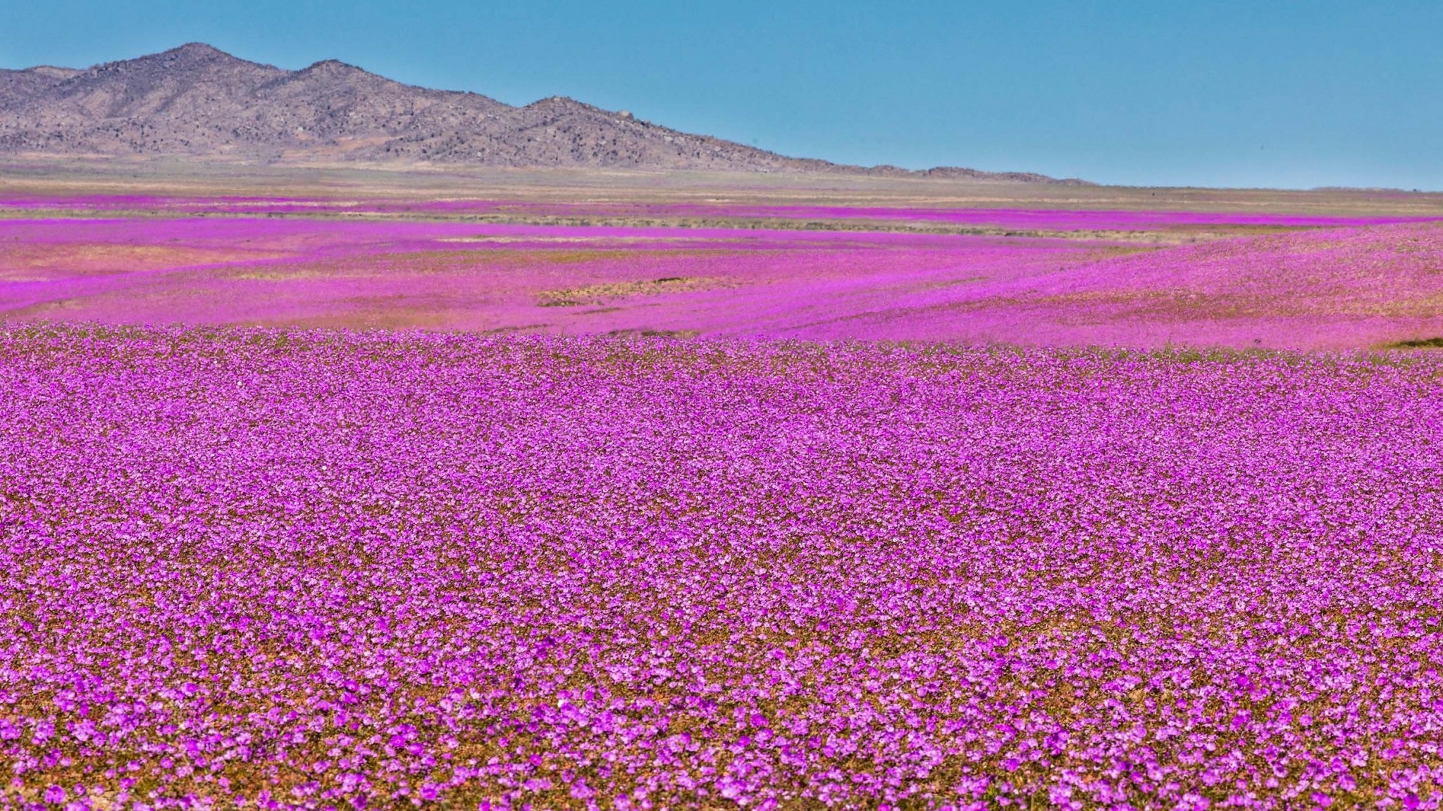 World's Driest Desert Blooms Unexpectedly » Explorersweb
