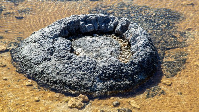 A living stromatolite structure at Lake Thetis, Cervantes, Western Australia. 