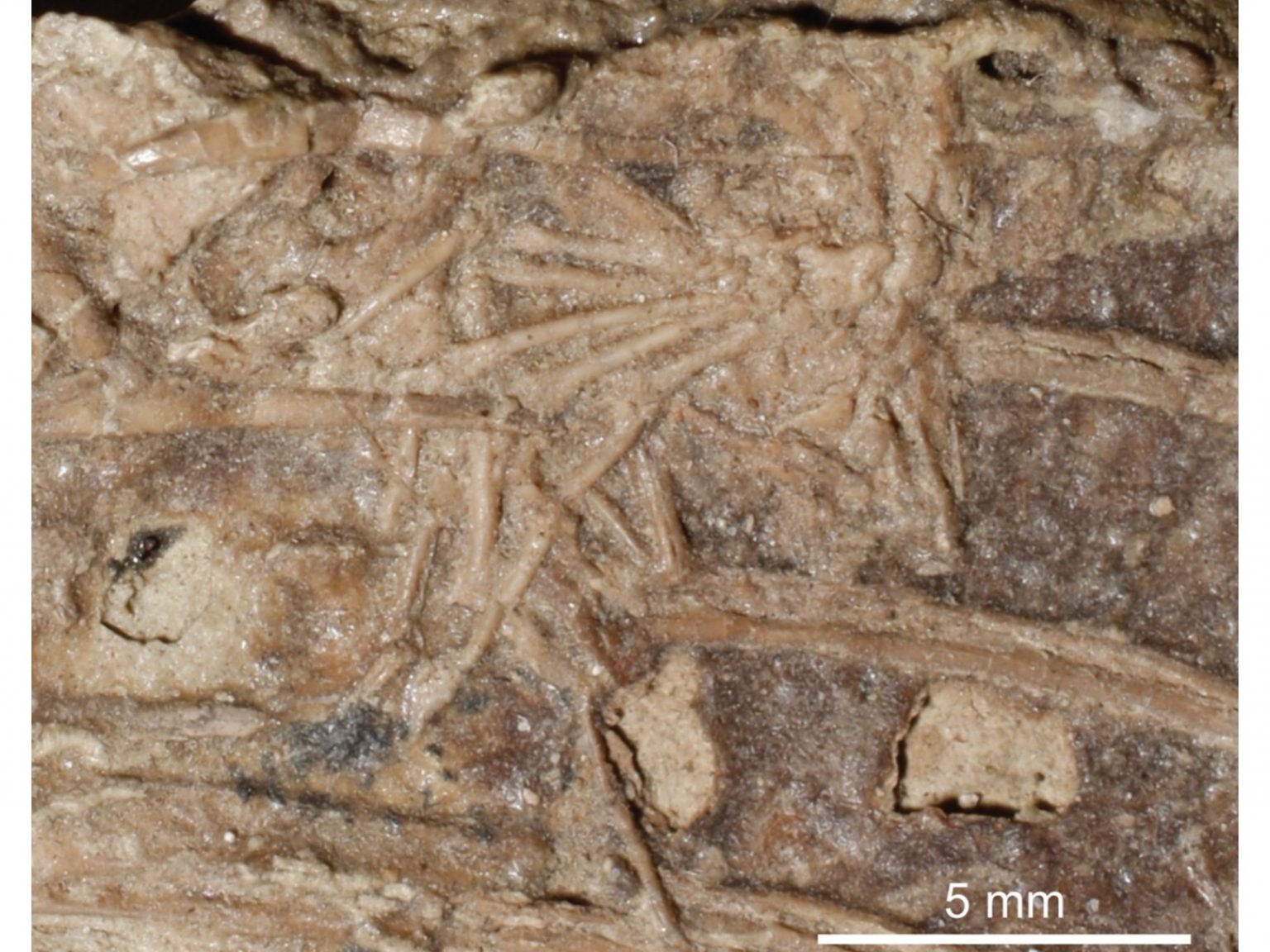 Did Dinosaurs Eat Mammals? Yes » Explorersweb