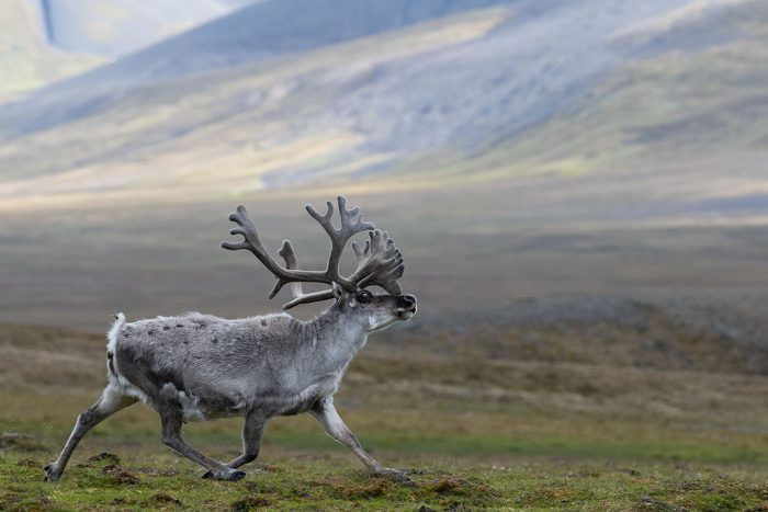 Svalbard Reindeer Flourish As Climate Warms » Explorersweb