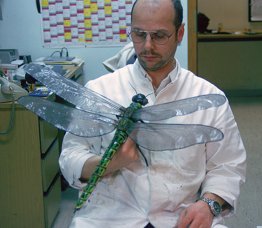 The Largest Insect That Ever Lived Don t Worry It s Not A Mosquito 