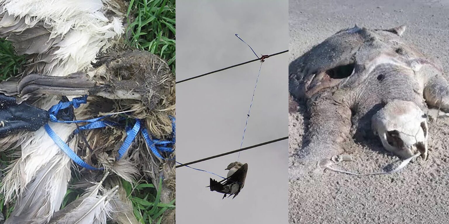 Left: Bird Carcass Strangled by Balloon. Center: Bird Carcass Hanging by Balloon String. Right: Sea Turtle Carcass Caused by Balloon Suffocation.