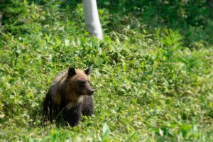 The Hokkaido brown bear