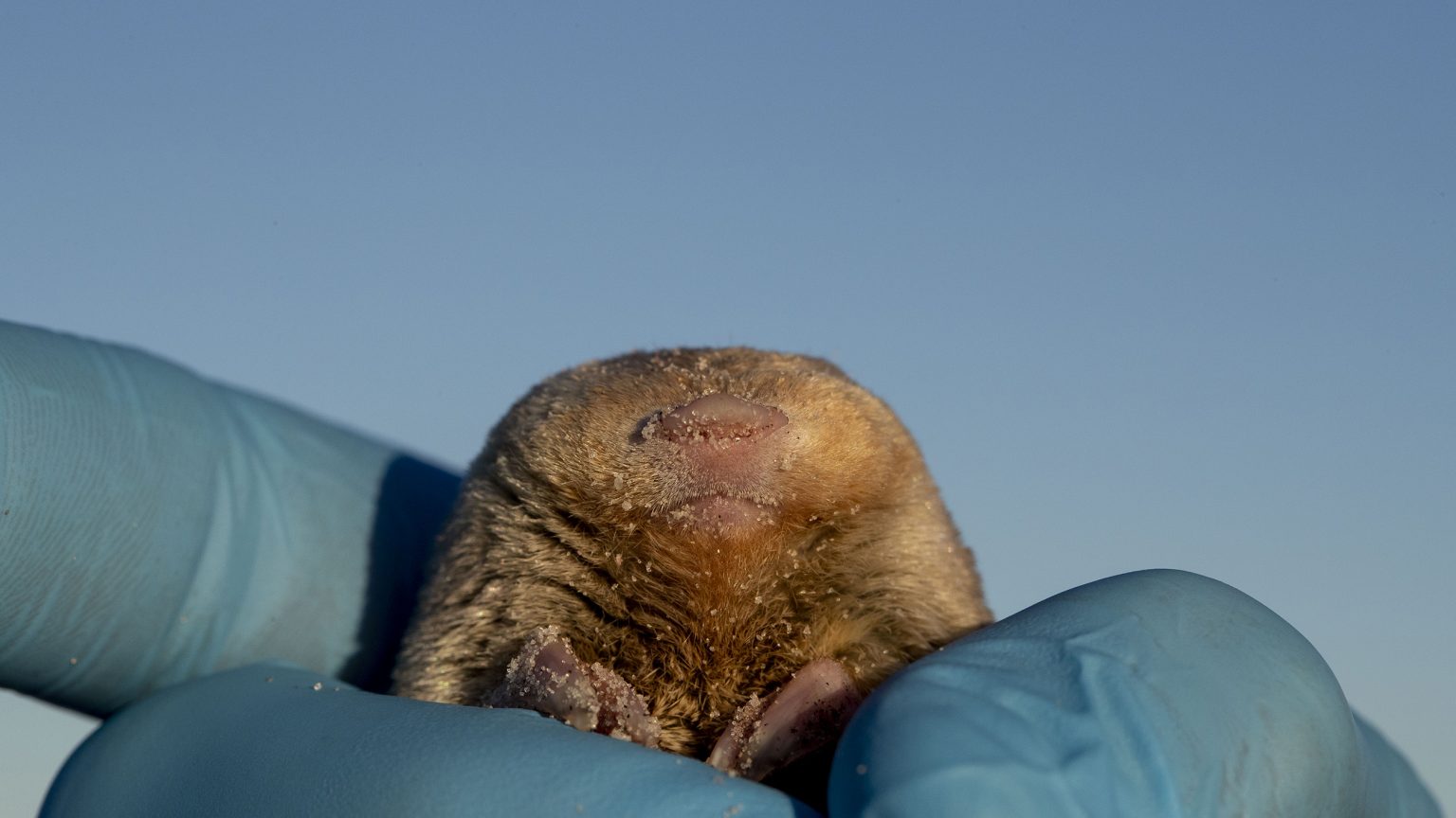 Scientists Strike it Rich With Discovery of Long-Lost Golden Mole