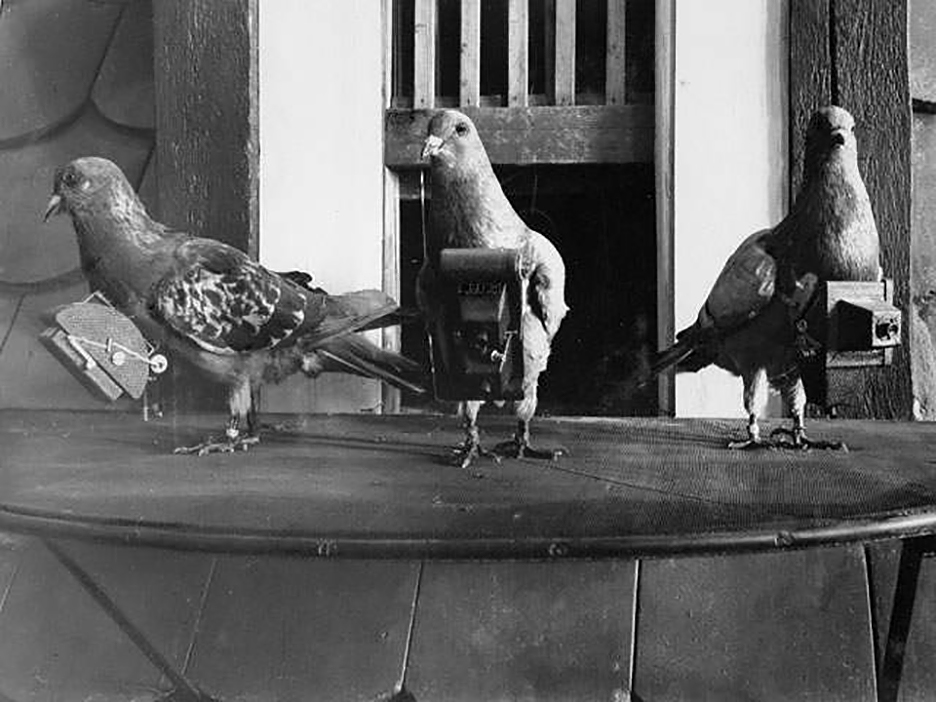 pigeons with cameras