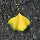 Maiden_hair_leaf
