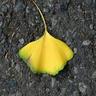 maidenhair24