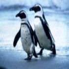 Penguins