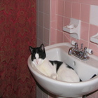 Kitties_052