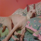 Brie_on_sashas_bed