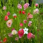 Pink_field_poppies