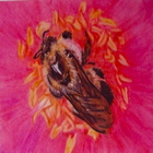Bumble_bee_2