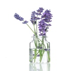 Lavenderplant
