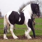 Gypsy_