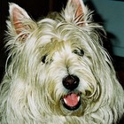 Maggie