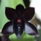 Black_orchid