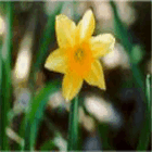 Yellow_daffodil