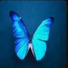 Bfly