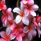 Pink-plumeria-flowers_1024x768