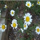 A_20daisy_20for_20you