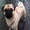 pugpup94
