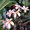 flower12345