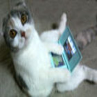 Computer_cat