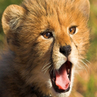 Baby_cheetah
