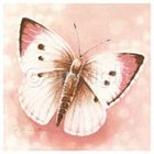Lycaenidae_butterfly