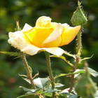 Rose_gelb