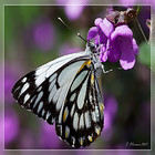 Lavender_flowerbutterfly