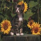 Animals0027