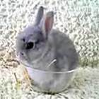 Bunnycup