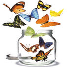 Butterflies