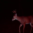 Pitchers_out_in_the_woods_046