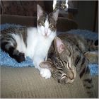 Wrigley___tiger