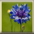 Amazon_icon