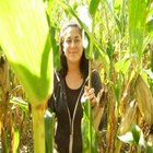 V_and_corn
