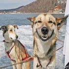Grinning_dog