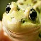 Froggy_smile