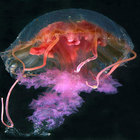 Pelagia-noctiluca-ca