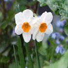 Narcis-1