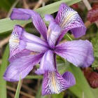 Cropped_spider_on_flower