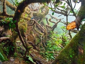 Ultramaraton Fuego y Agua - Jungle Gym