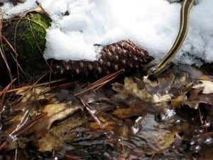 Yosemite winter snake