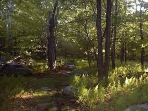Laurel Highlands Trail