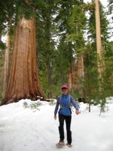 Mariposa Grove Giant Sequoias winter