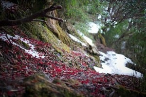 rhododendron flower trail Nepal