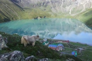 Goat Nepal glacial lake