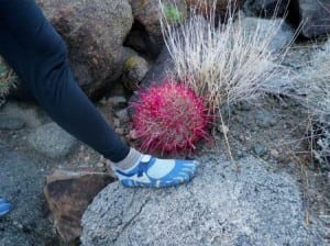 Five Finger KSO cactus